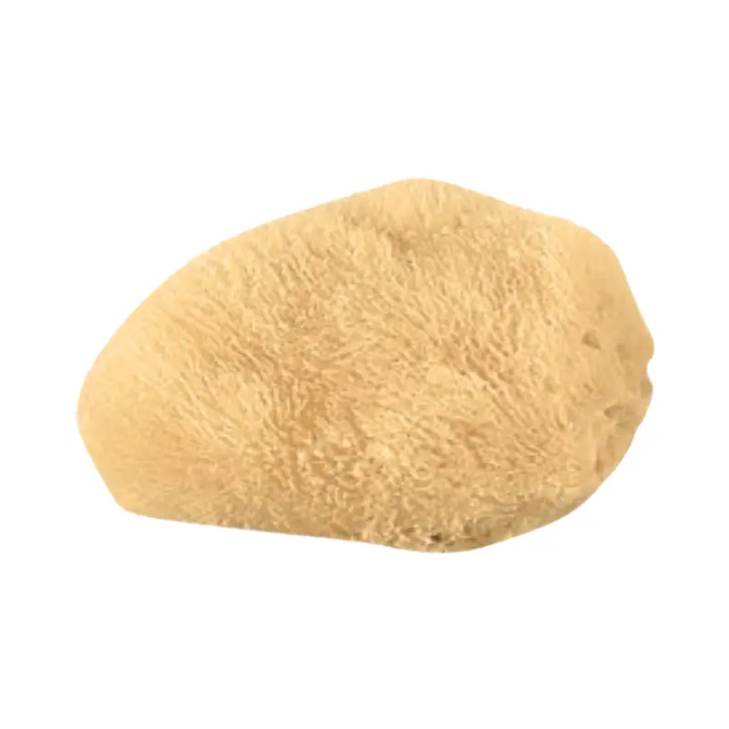Silk Sea Sponge 1